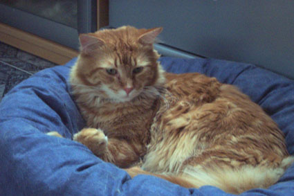 Chappy in seinem Privatk�rbchen :-)))