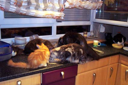 feeding