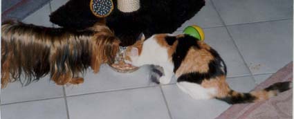Tosca and Sunny
