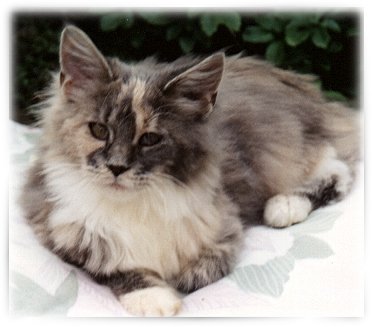 Queenie in Fotopose